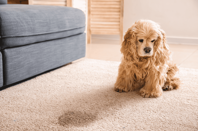 pet urine carpet cleaning buffalo ny